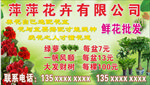 鲜花 花卉批发