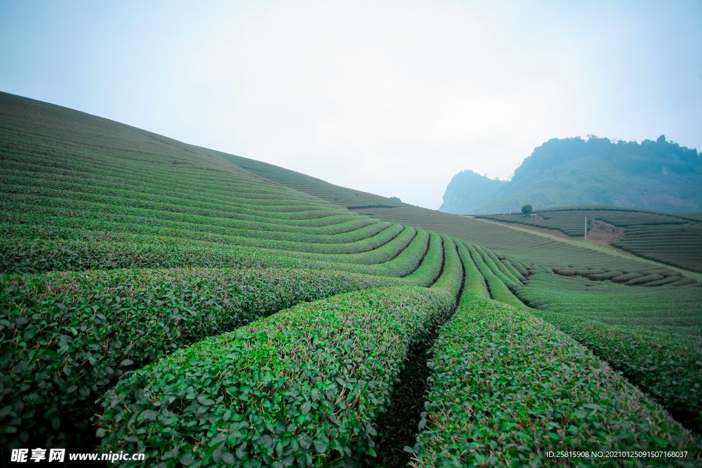 绿茶