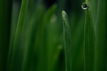 绿叶水珠