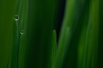 绿叶水珠