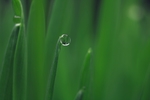 绿叶水珠