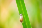 蜗牛