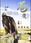 苍鹰