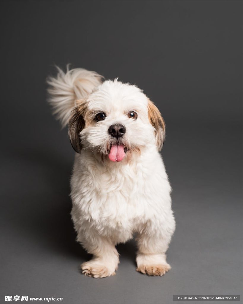 犬