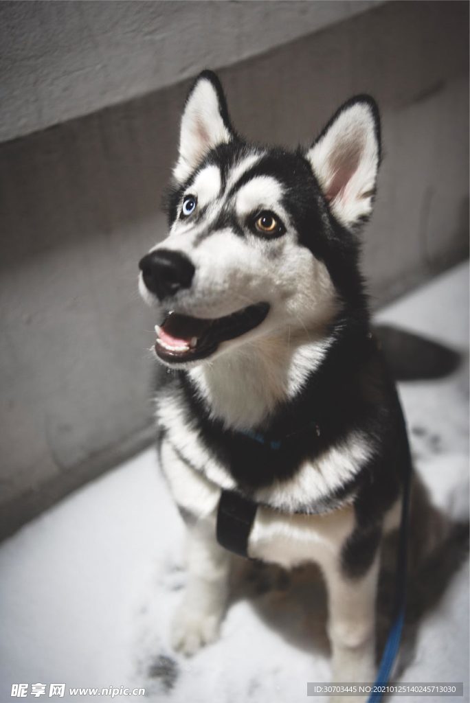 狗狗