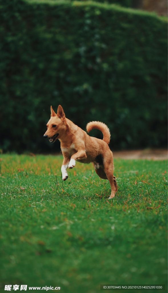 狗狗