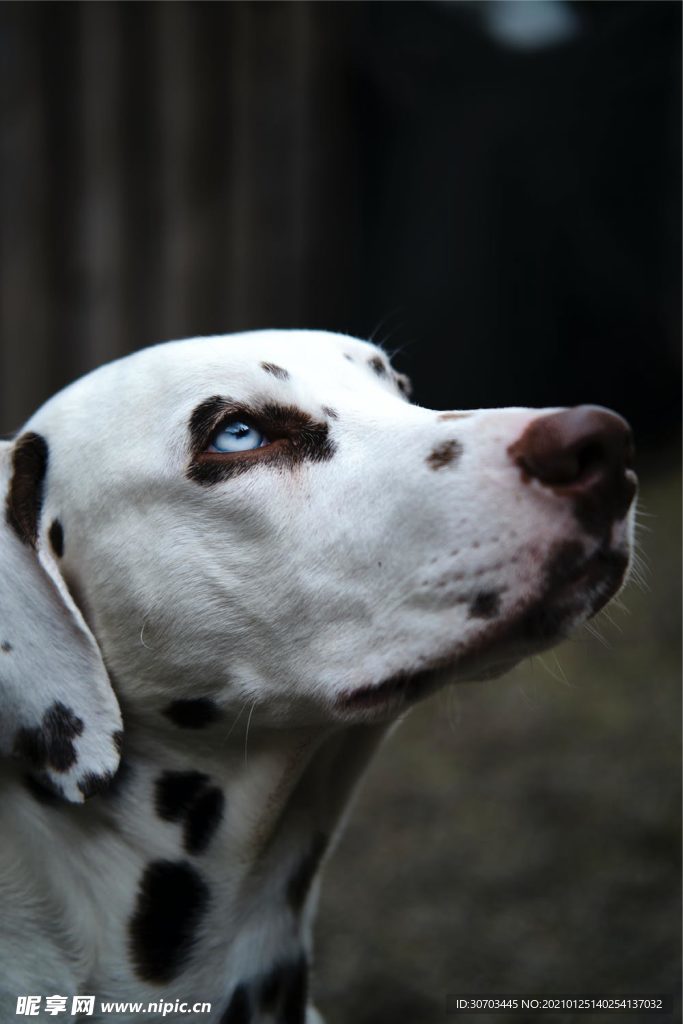 狗狗