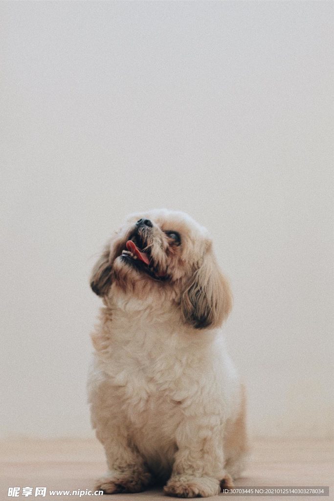 狗狗