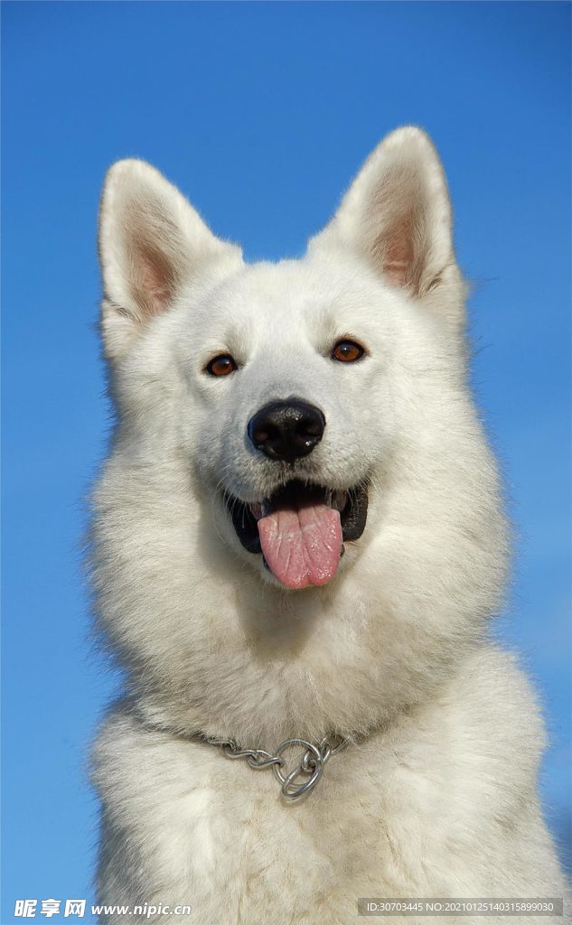 狗狗