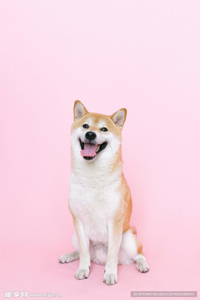 狗狗