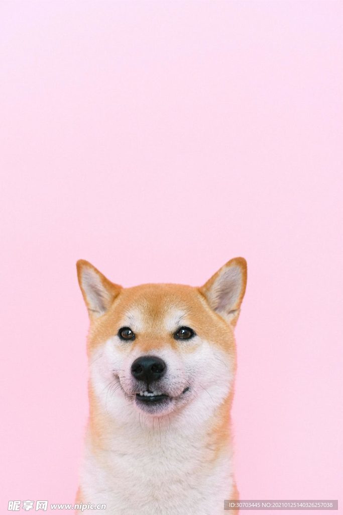 狗狗