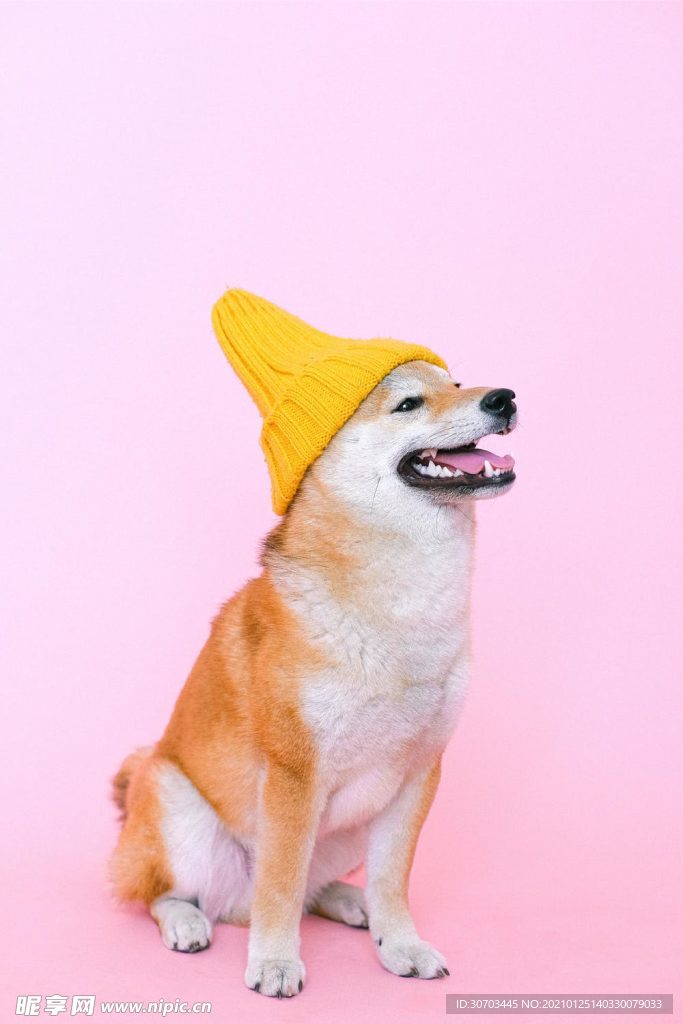 狗狗