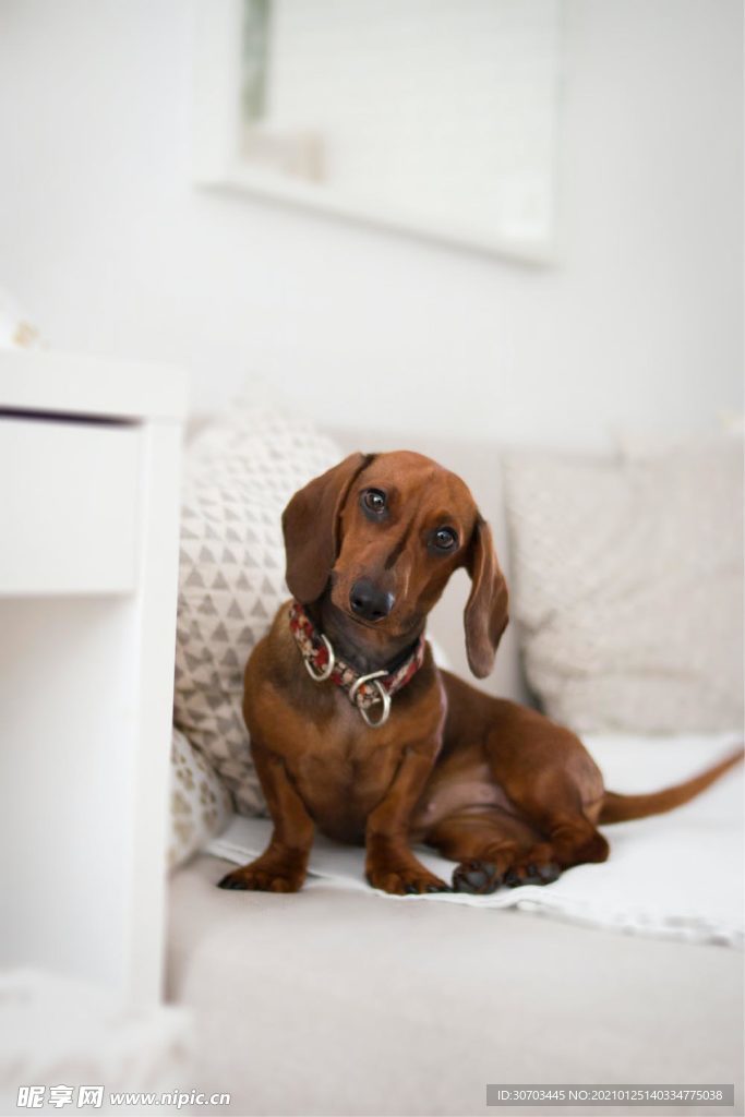 狗狗