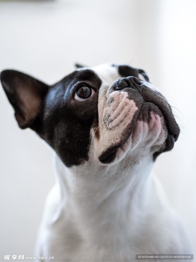 狗狗