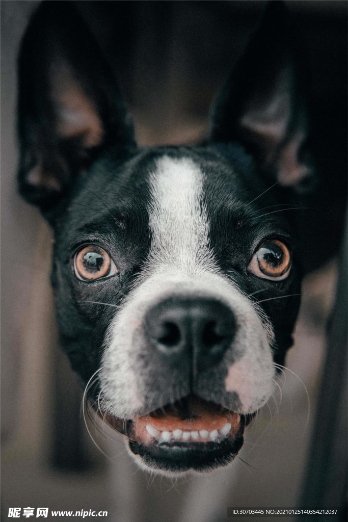 狗狗