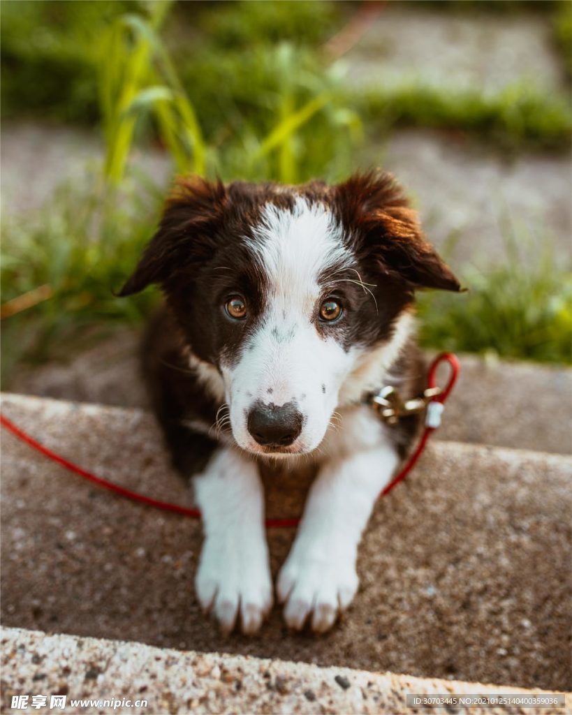 狗狗