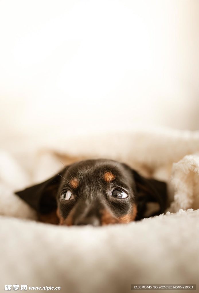 狗狗