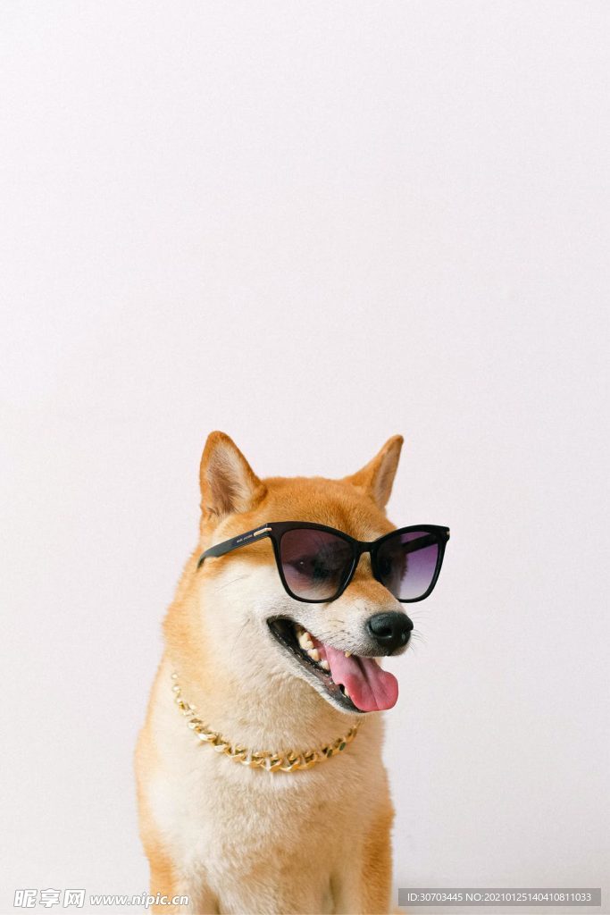 狗狗