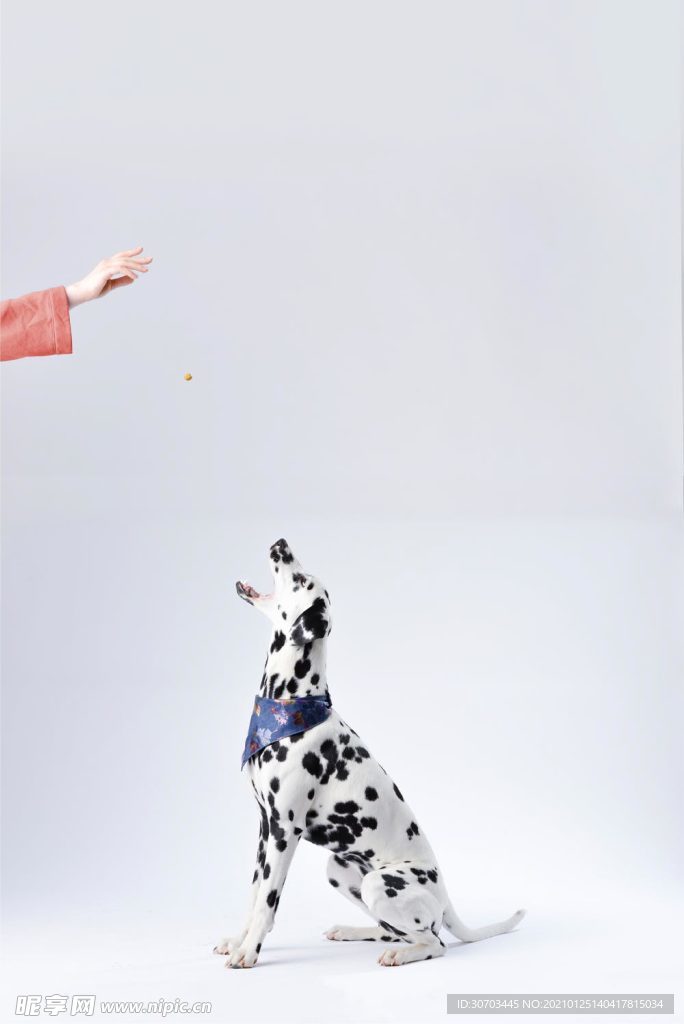 狗狗