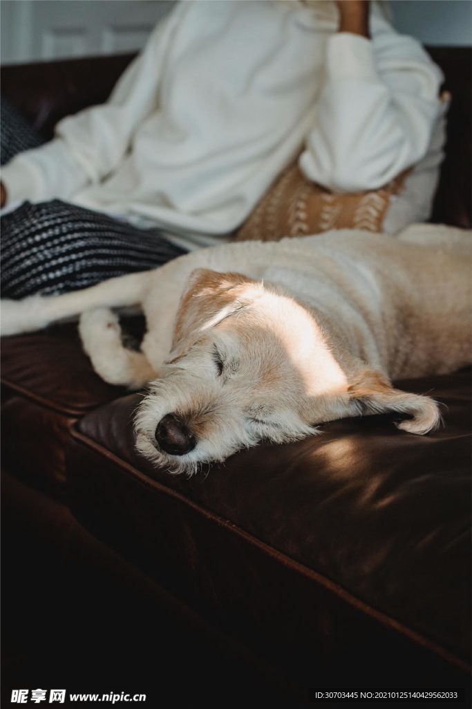 狗狗