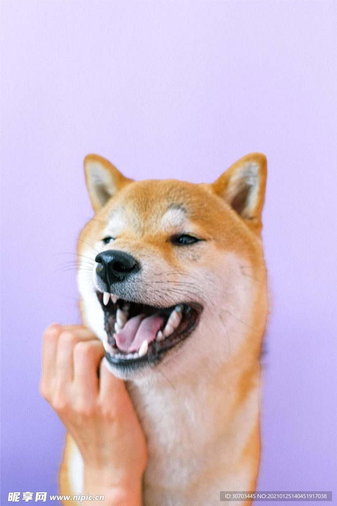 狗狗