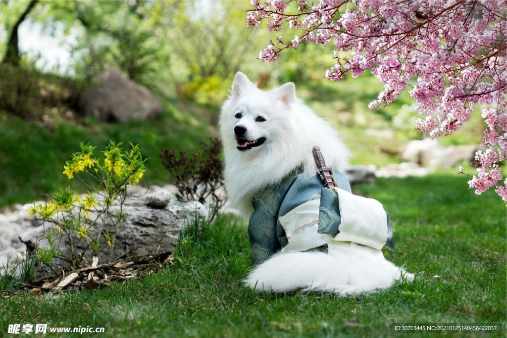 狗狗