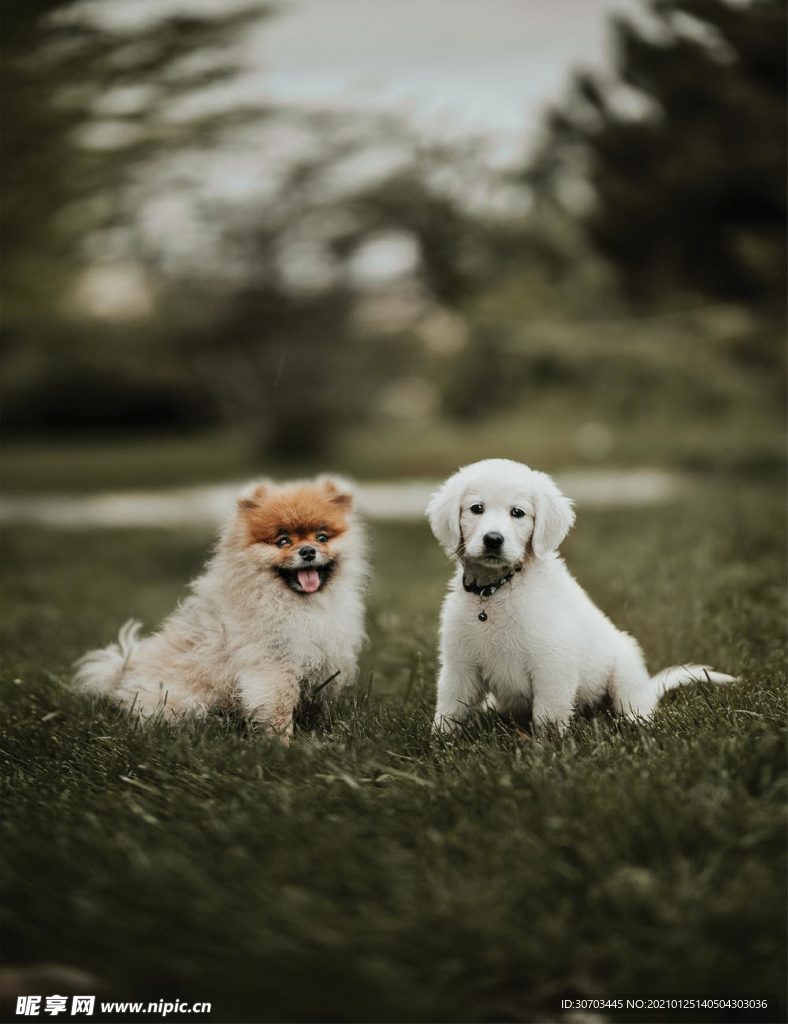 狗狗
