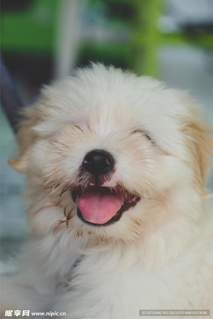 狗狗