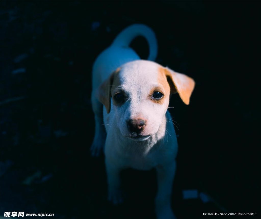 犬
