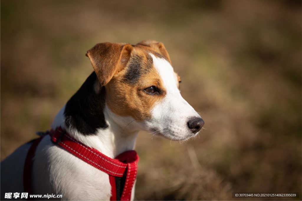 犬