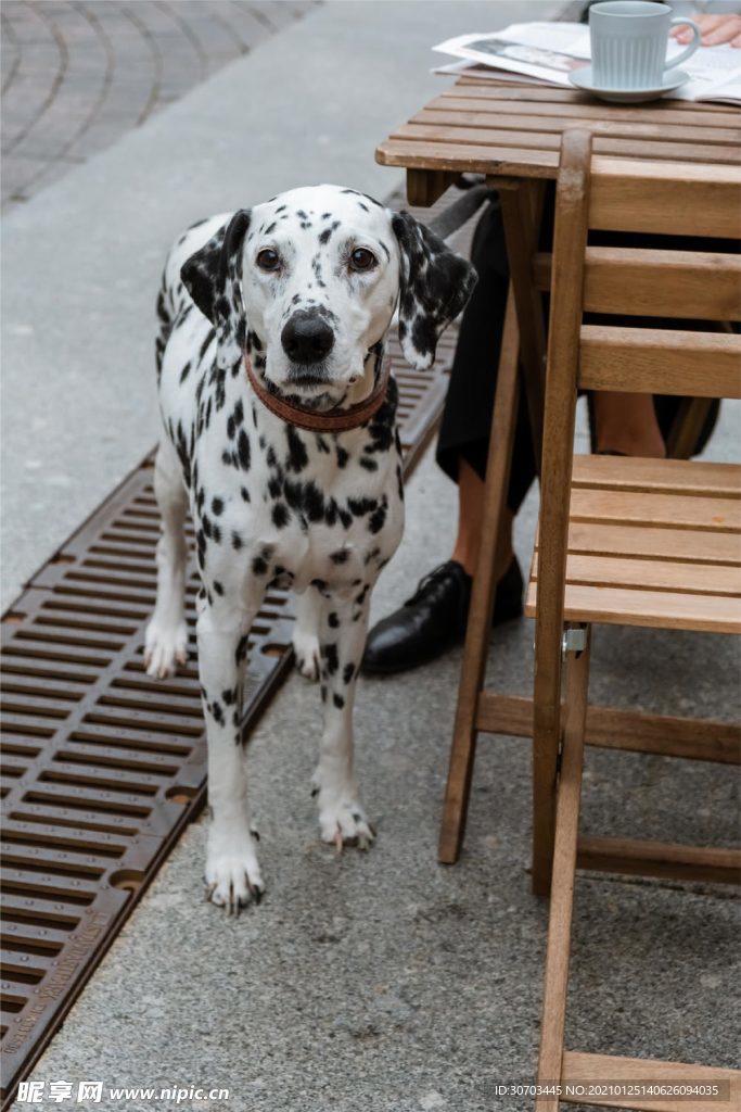 狗狗