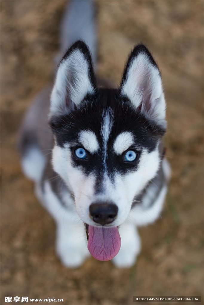 狗狗