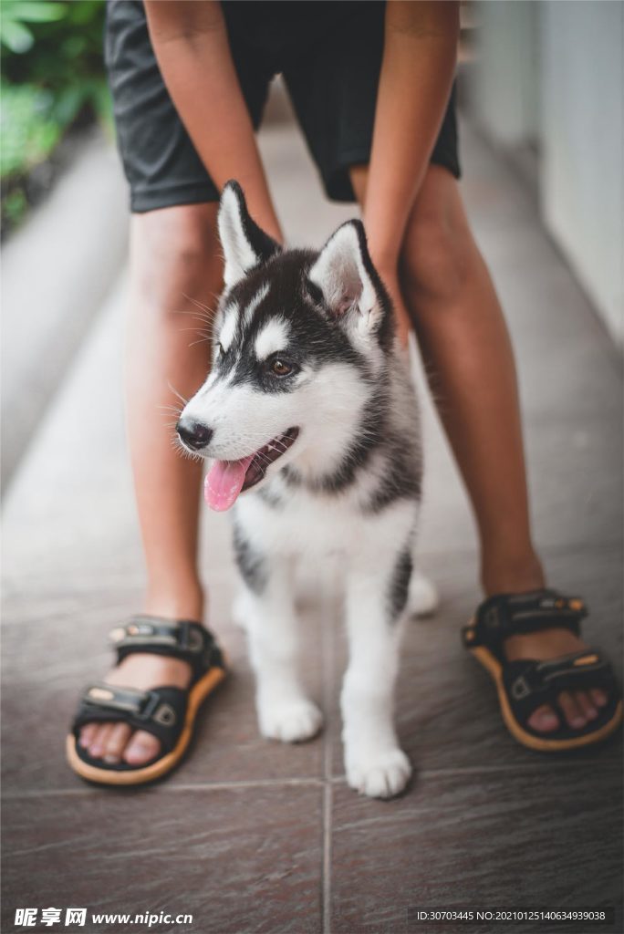 狗狗