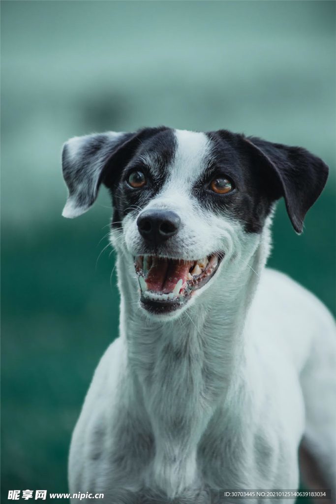 狗狗