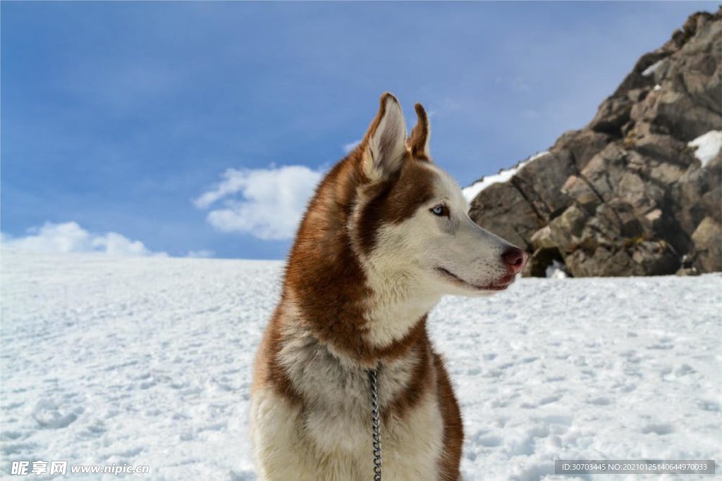 狗狗