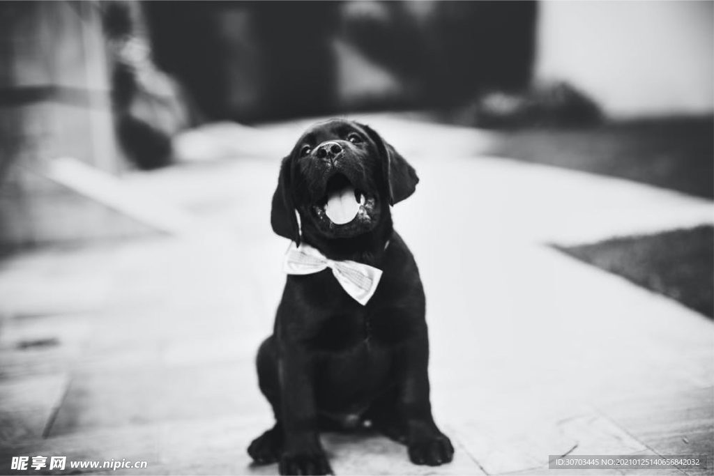 犬