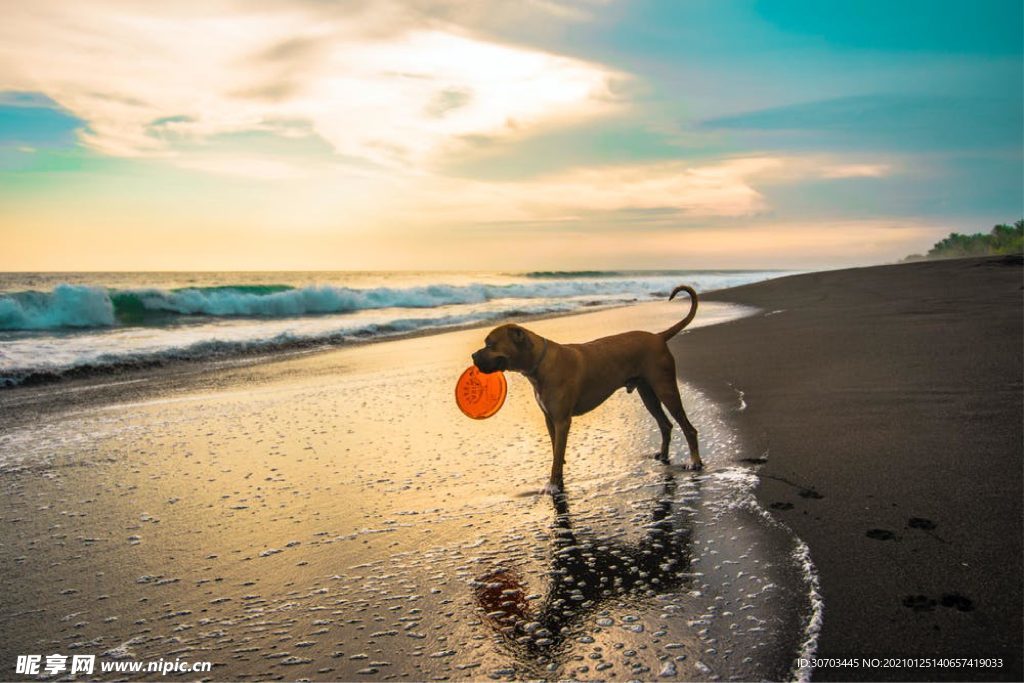 犬
