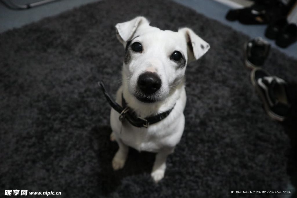 犬