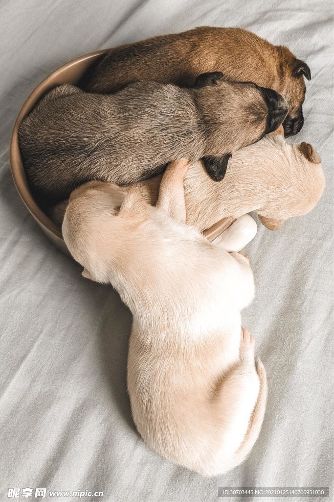 犬