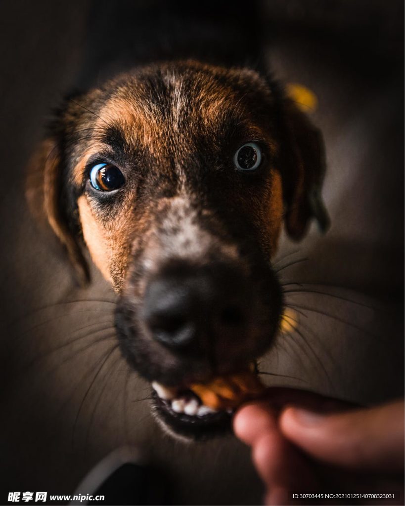 犬