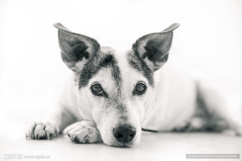犬