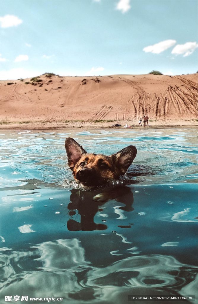 犬