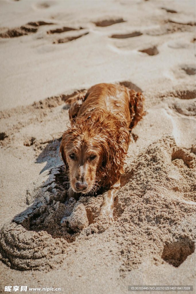 犬