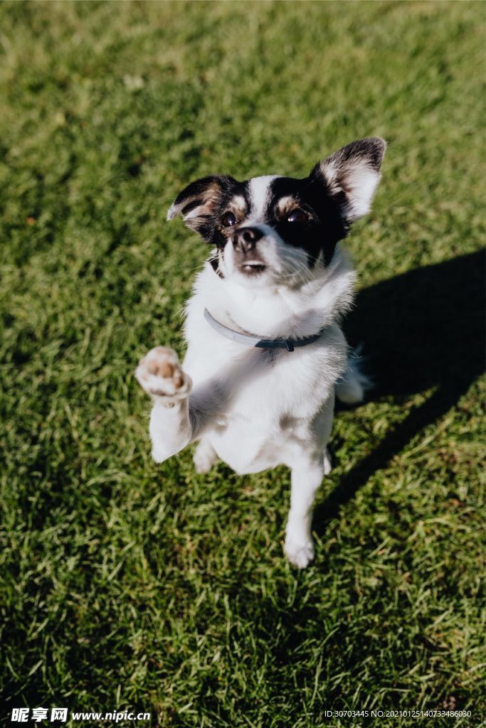 犬