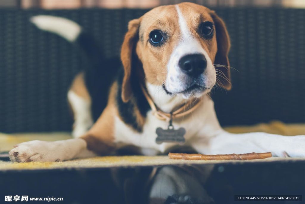犬
