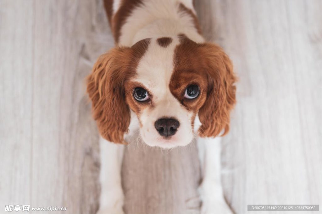 犬