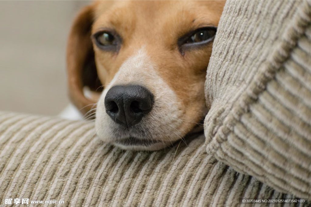 犬