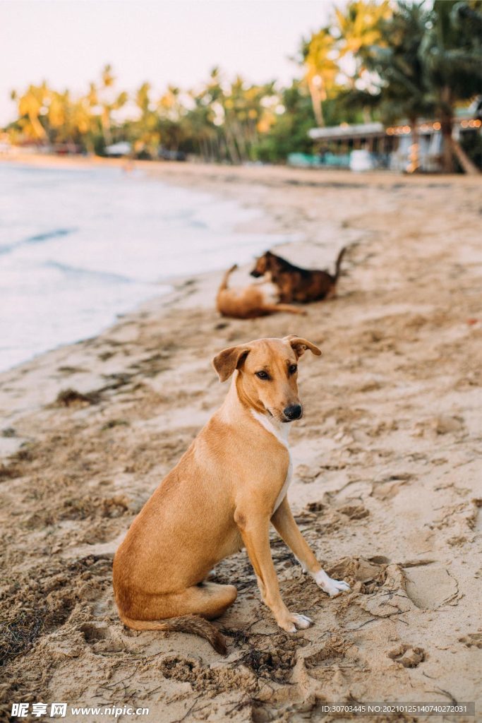 犬