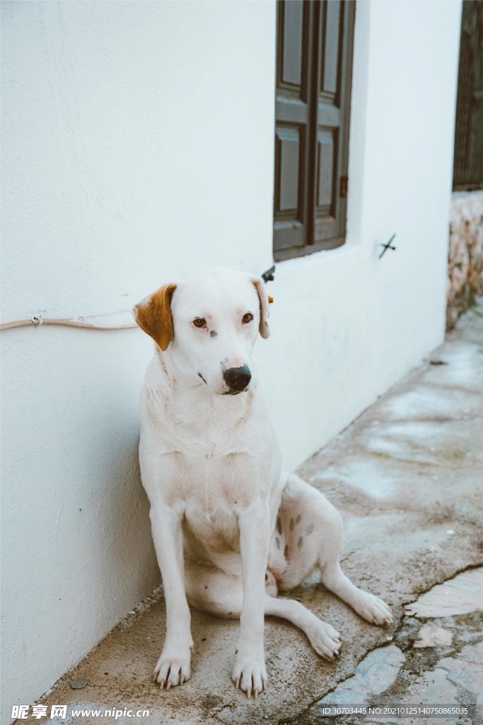 犬