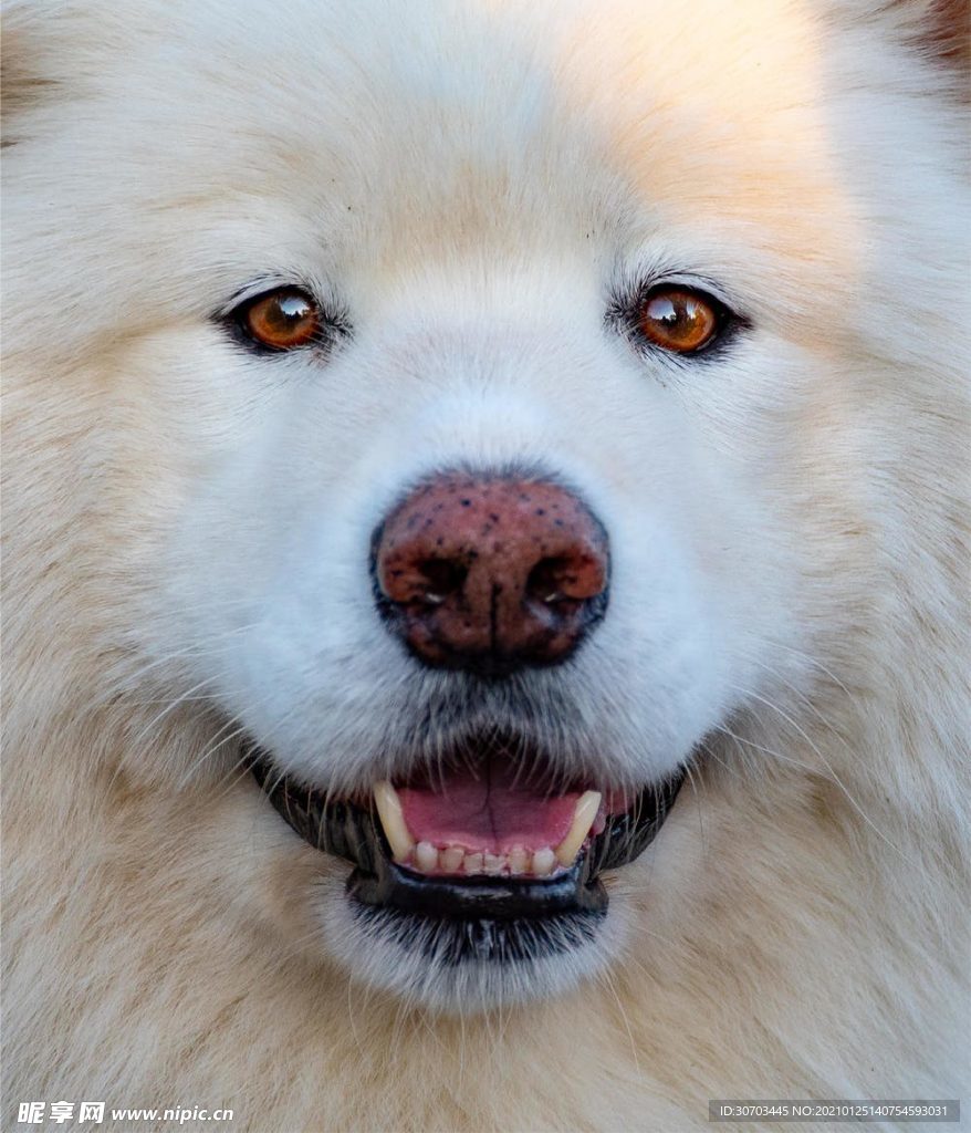 犬